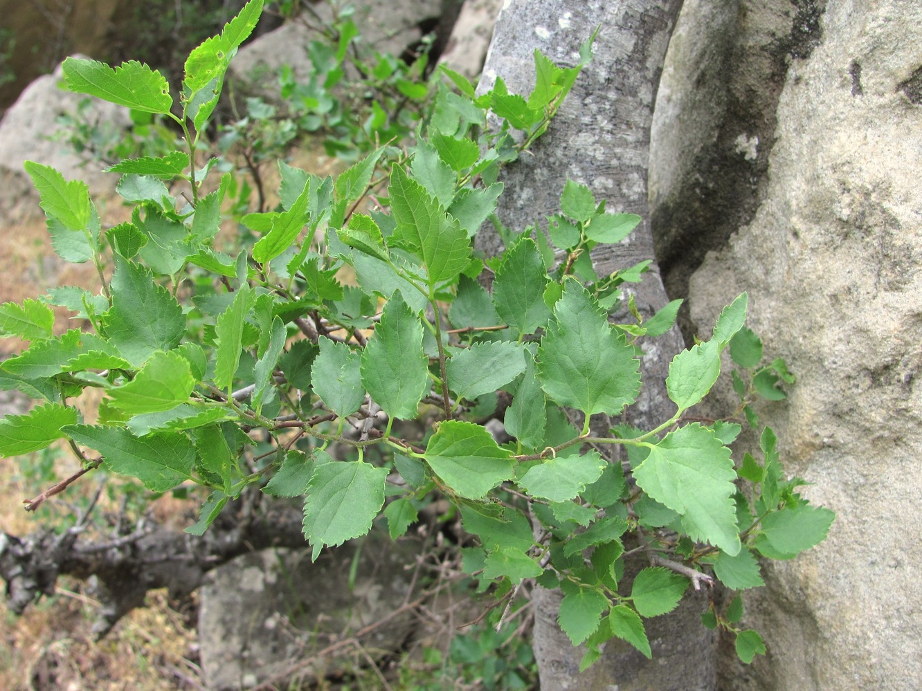 Image of Celtis glabrata specimen.