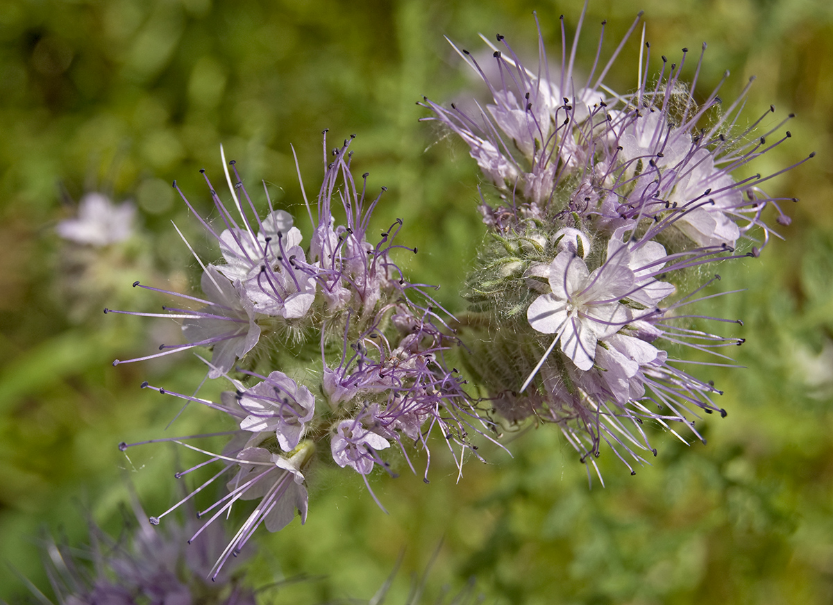 Image of Phacelia tanacetifolia specimen.