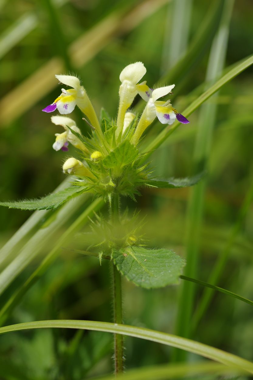 Image of Galeopsis speciosa specimen.