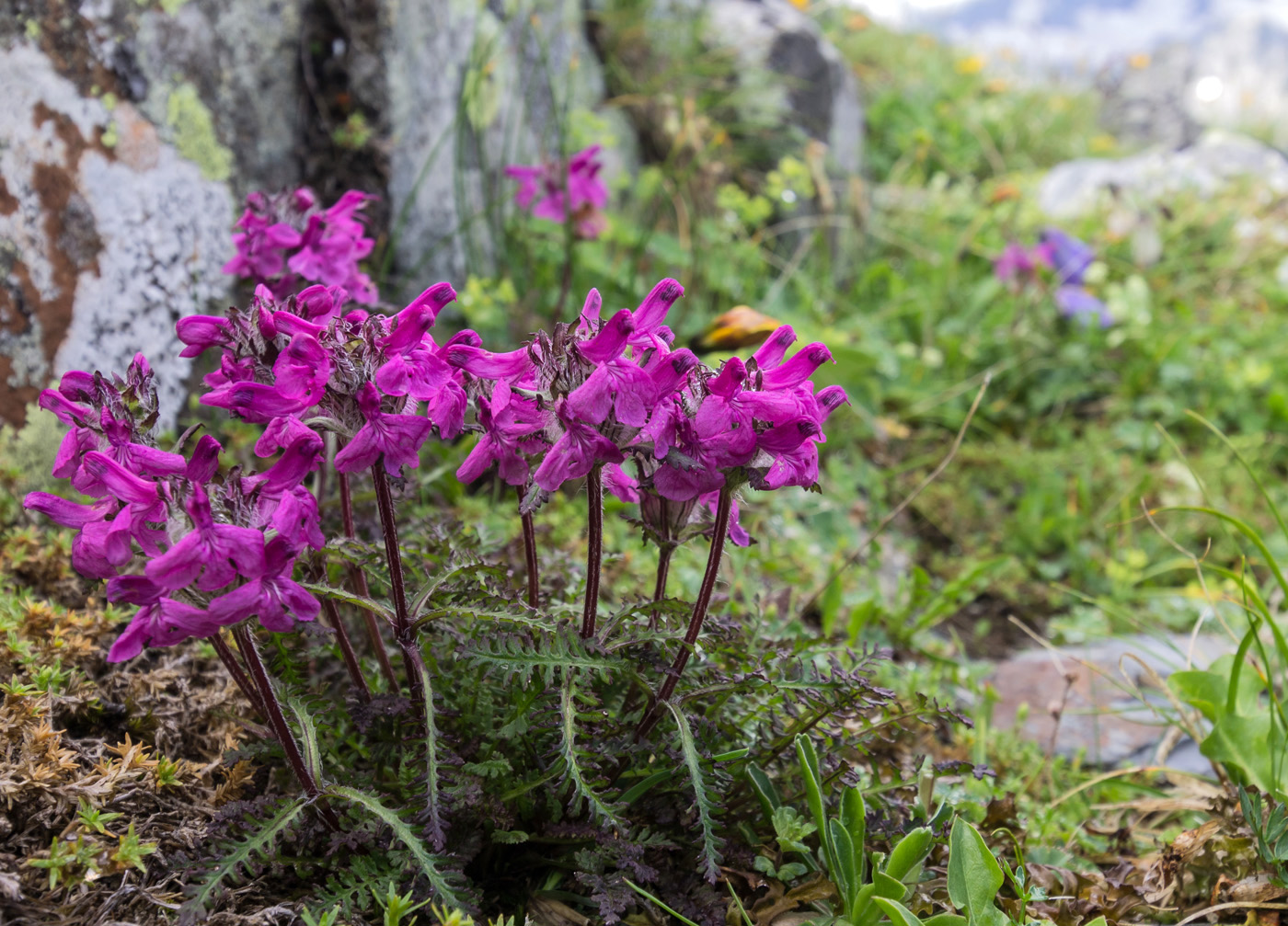 Изображение особи Pedicularis caucasica.