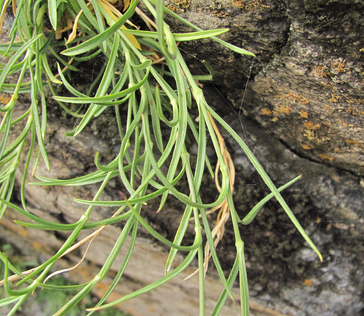 Image of Silene linearifolia specimen.