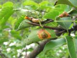 Pyrus caucasica. Часть ветви с поражёнными листьями. Кабардино-Балкария, Эльбрусский р-н, окр. с. Бедык, ок. 1000 м н.у.м., берег ручья. 08.08.2018.