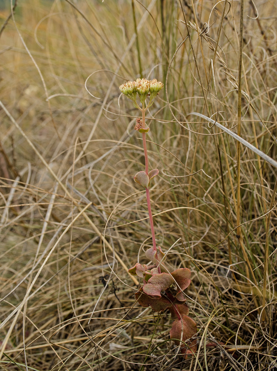 Image of Hylotelephium stepposum specimen.
