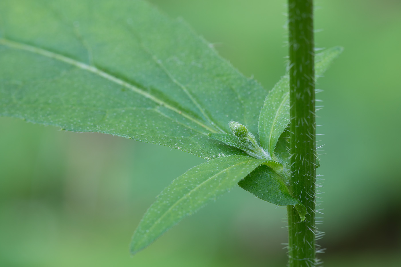 Image of Arabis pendula specimen.