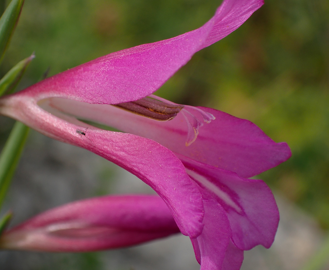 Image of Gladiolus italicus specimen.