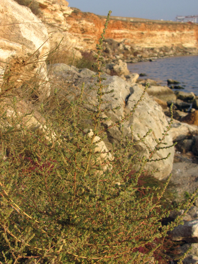 Image of Bassia hyssopifolia specimen.