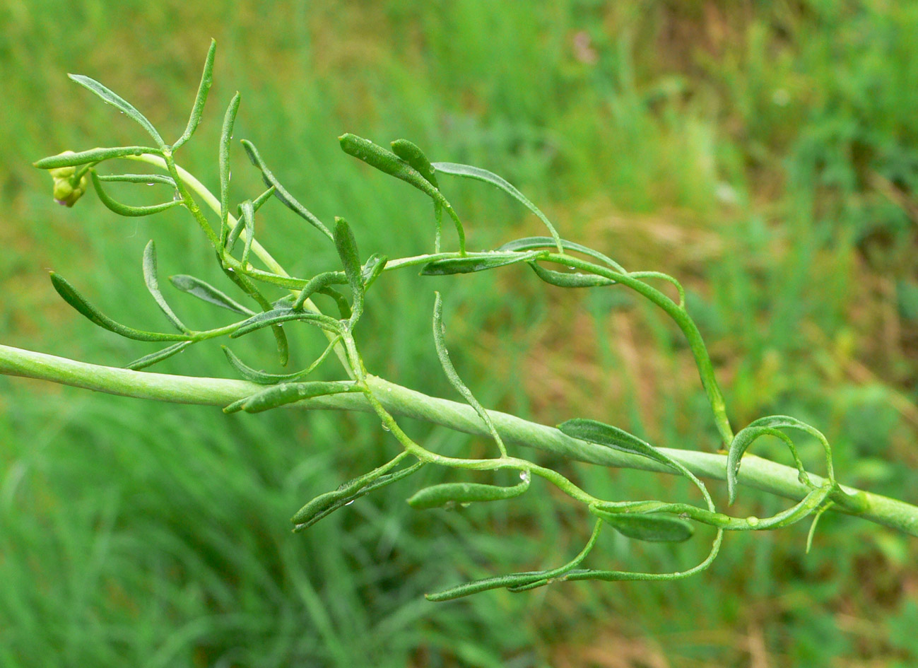 Изображение особи Cardamine pratensis.