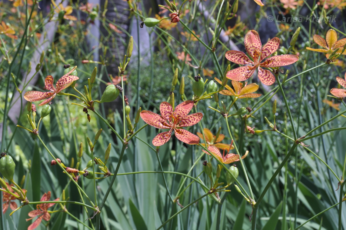 Изображение особи Belamcanda chinensis.