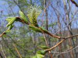 Salix udensis