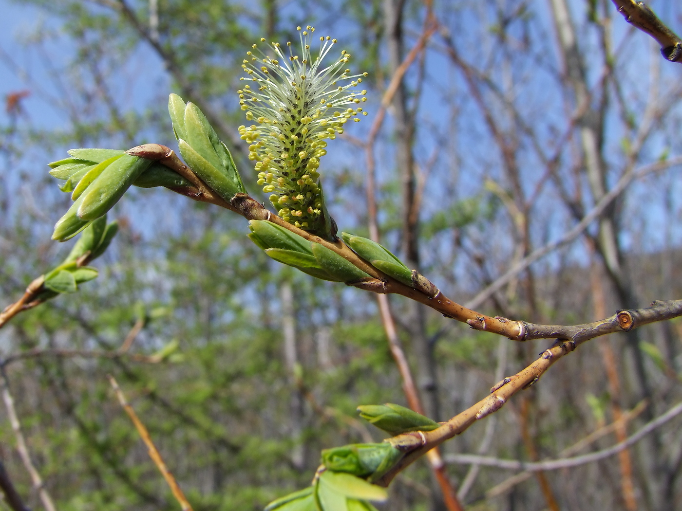 Изображение особи Salix udensis.