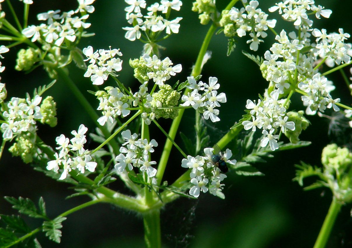 Image of Anthriscus sylvestris specimen.