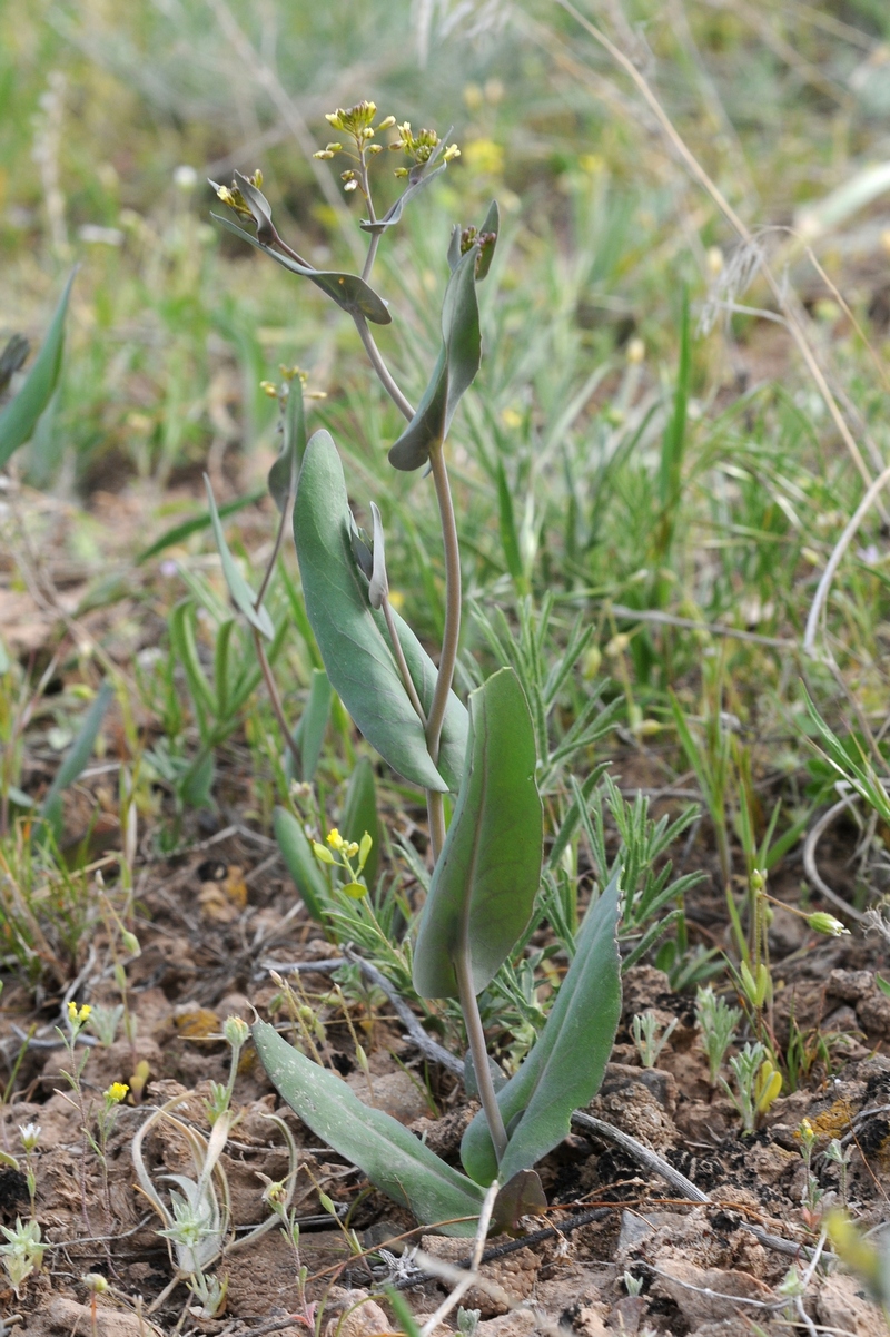 Изображение особи Tauscheria lasiocarpa.