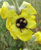 Verbascum formosum. Цветок. Дагестан, окр. г. Дербент, луг на склоне. 08.05.2018.