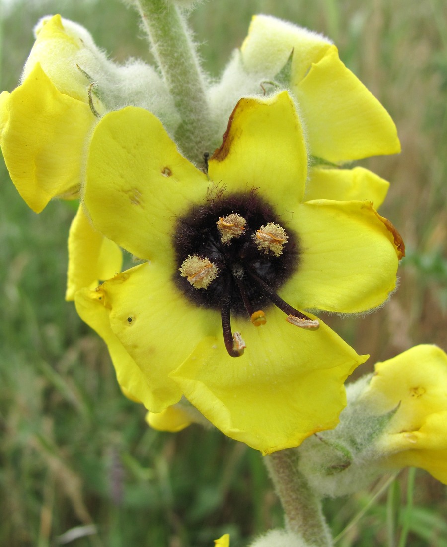 Image of Verbascum formosum specimen.