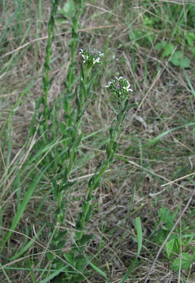 Изображение особи Arabis sagittata.