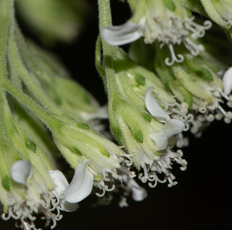 Image of Verbesina virginica specimen.