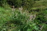 Mentha longifolia. Цветущее растение. Ставропольский край, окр. г. Кисловодск, Берёзовское ущелье, луг в пойме реки. 15.09.2018.