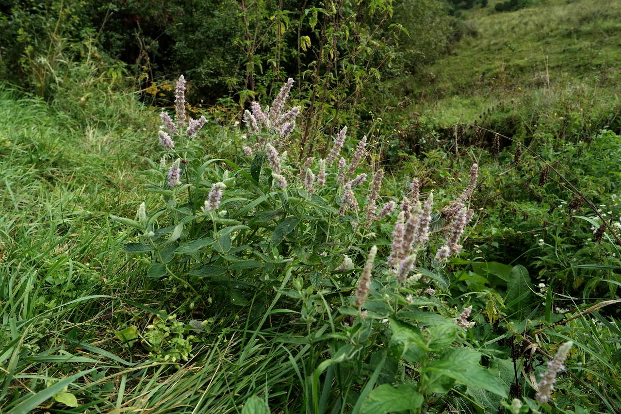 Image of Mentha longifolia specimen.