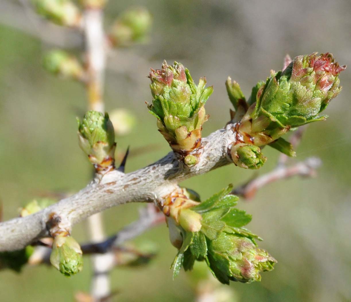 Изображение особи Crataegus azarolus.