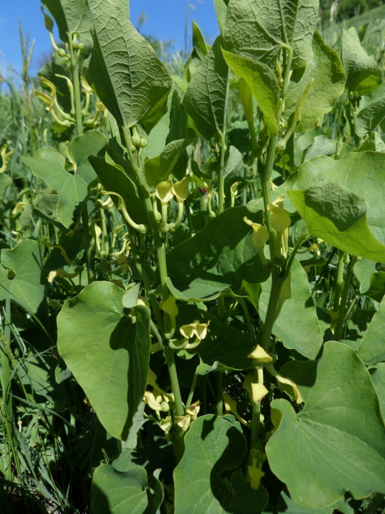 Image of Aristolochia clematitis specimen.