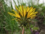 Taraxacum nigricans. Соцветие-корзинка (вид со стороны обёртки). Украина, Закарпатская обл., Раховский р-н, хр. Свидовец, ≈ 1800 м н.у.м., альпийский луг. 2 июля 2010 г.