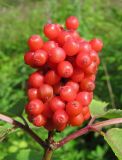 Sambucus racemosa. Соплодие. Архангельская обл., Вельский р-н, окр. г. Вельск, опушка леса. 18.07.2011.