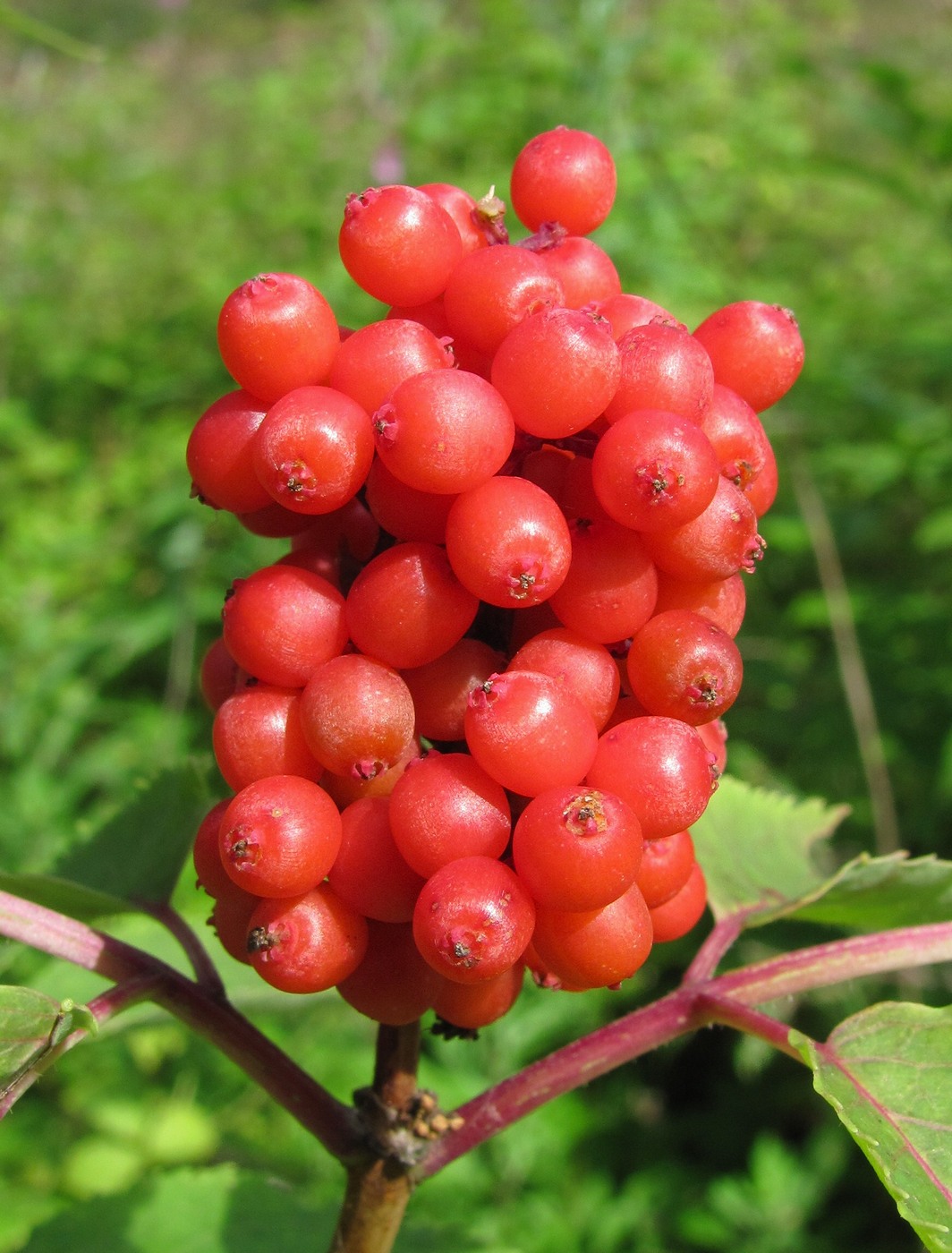 Image of Sambucus racemosa specimen.