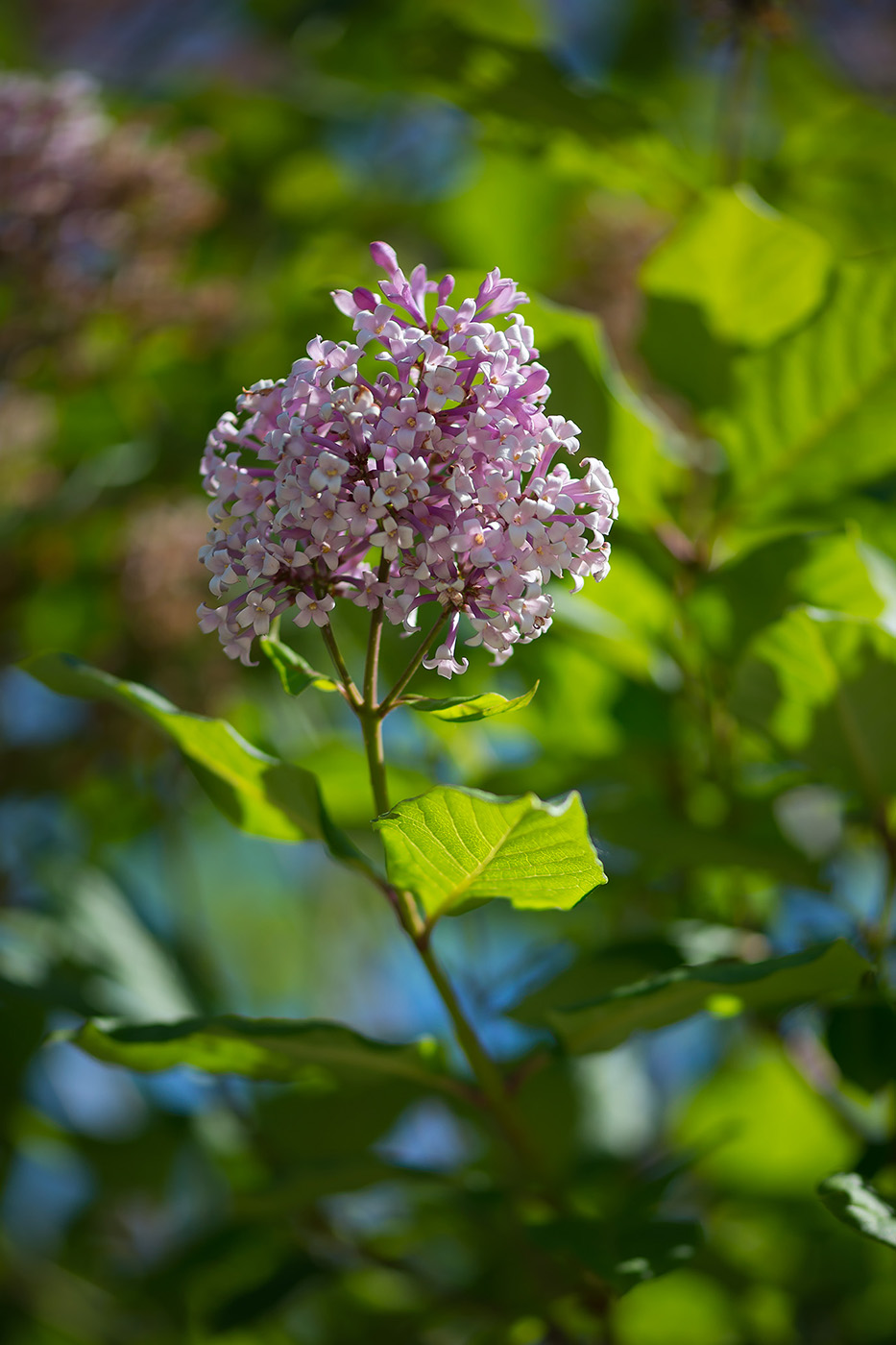 Image of Syringa josikaea specimen.