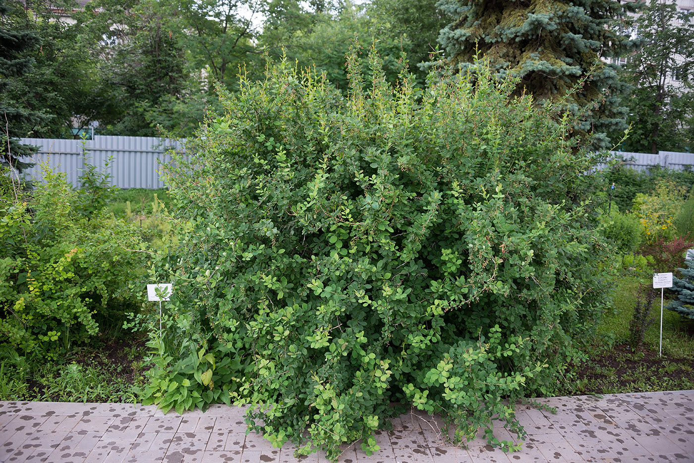 Image of Berberis amurensis specimen.