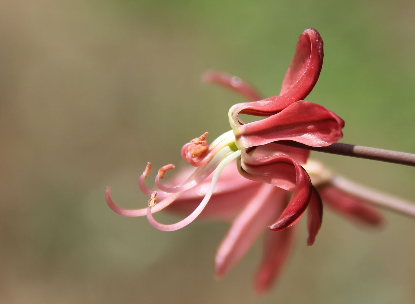 Image of Eremurus alberti specimen.