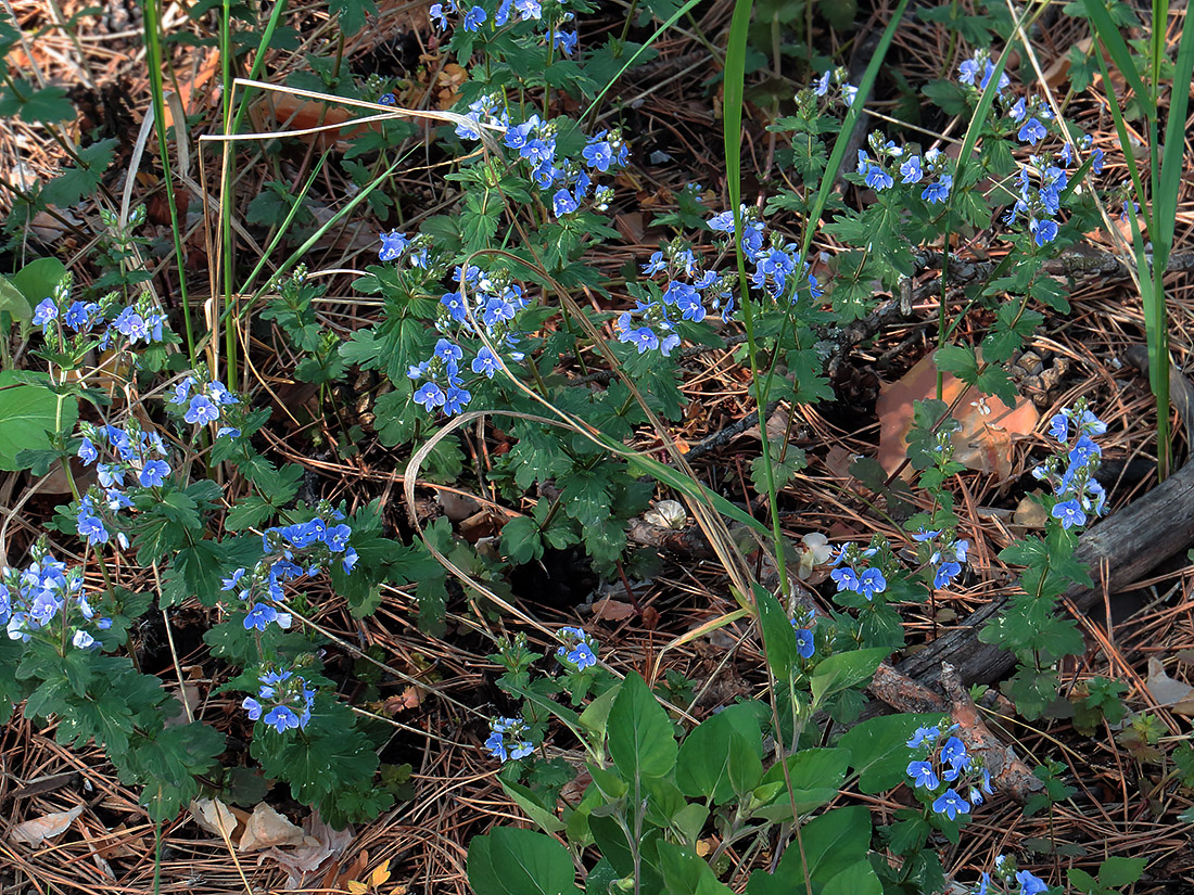 Image of Veronica chamaedrys specimen.