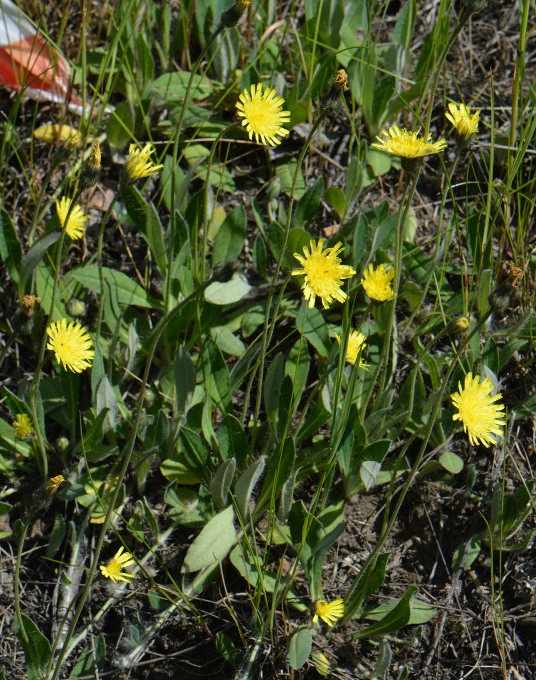 Изображение особи Pilosella officinarum.