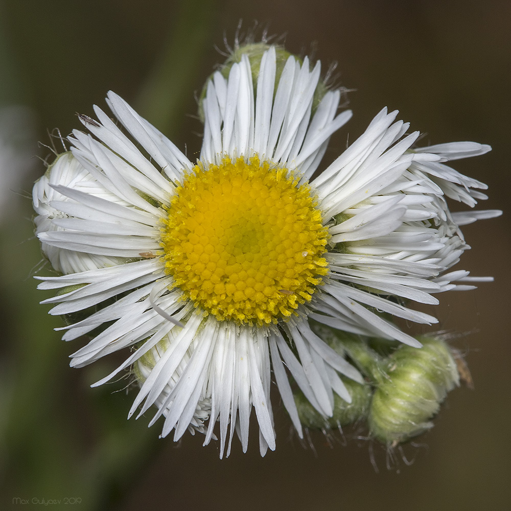 Изображение особи Erigeron annuus.