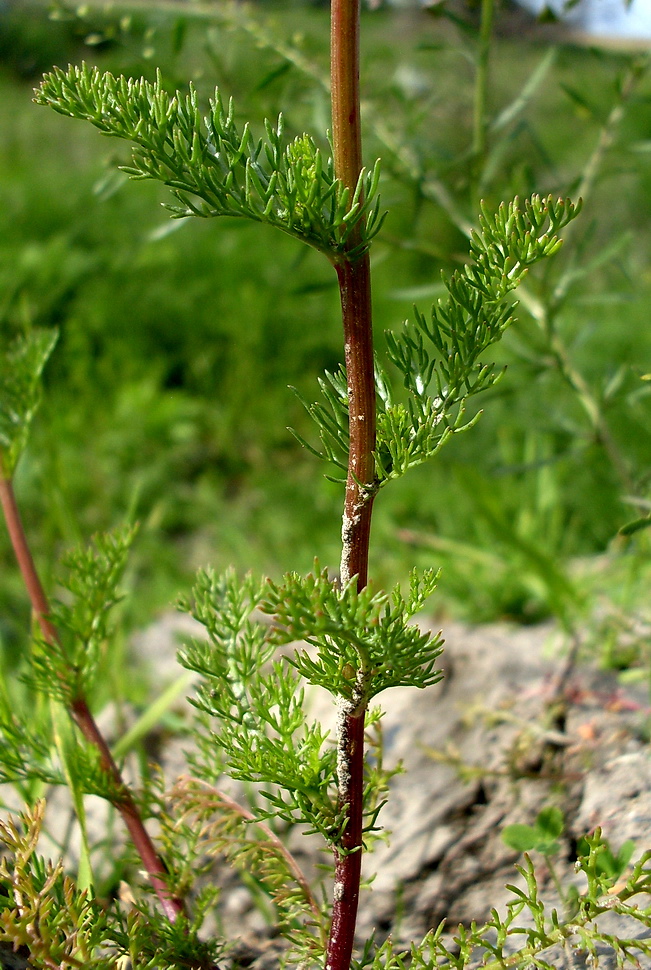 Image of Matricaria recutita specimen.