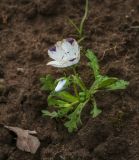 Nemophila maculata