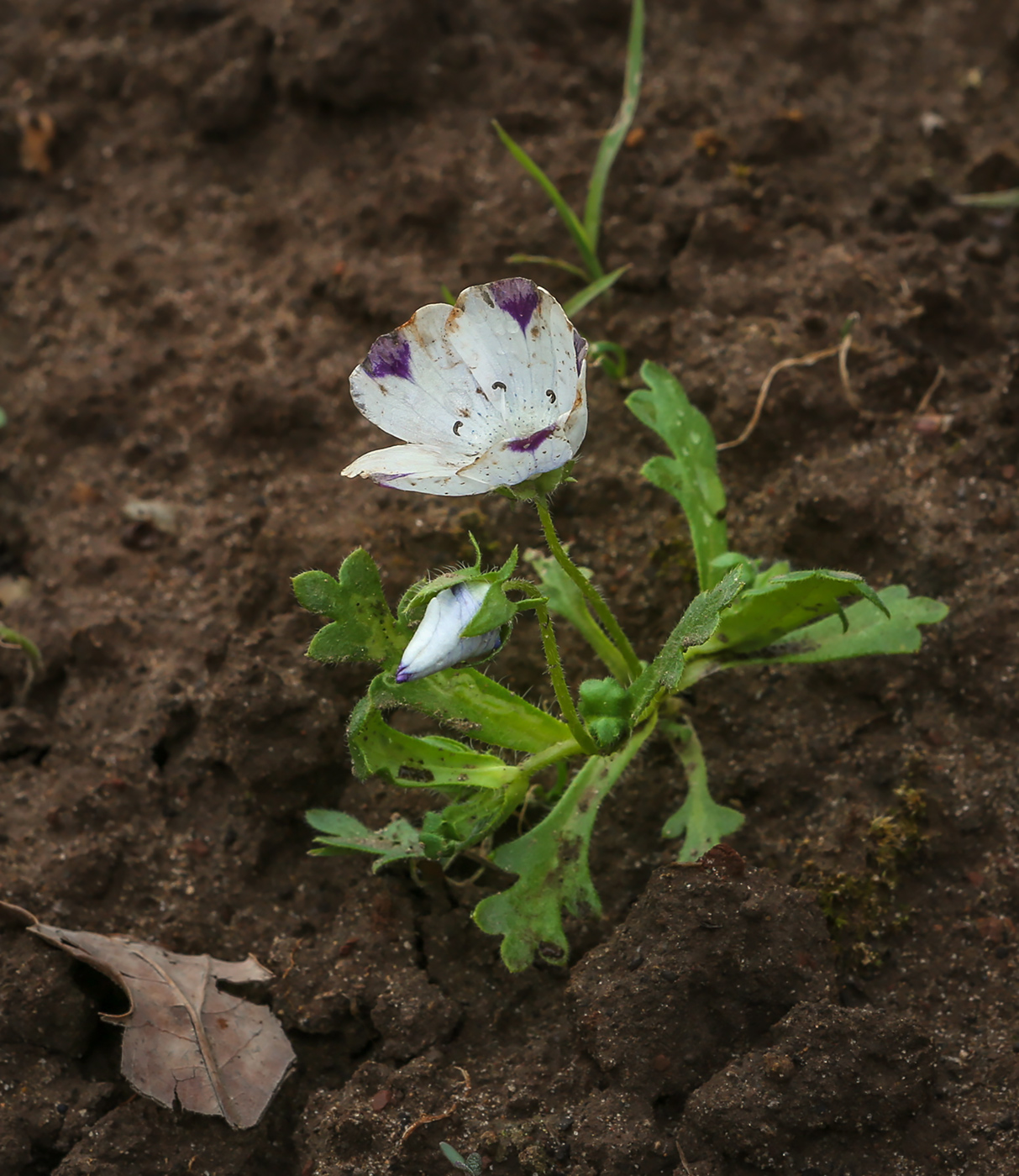 Изображение особи Nemophila maculata.