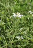 Stellaria dichotoma