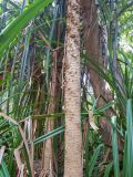 Pandanus rabaiensis