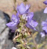 Campanula peregrina