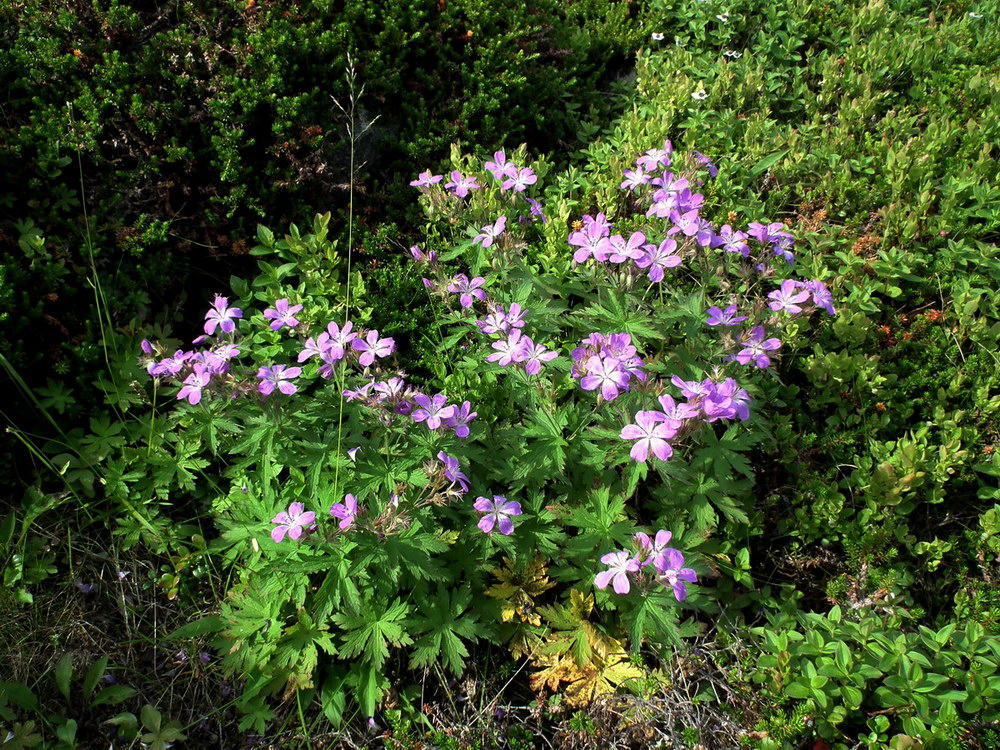 Изображение особи Geranium sylvaticum.