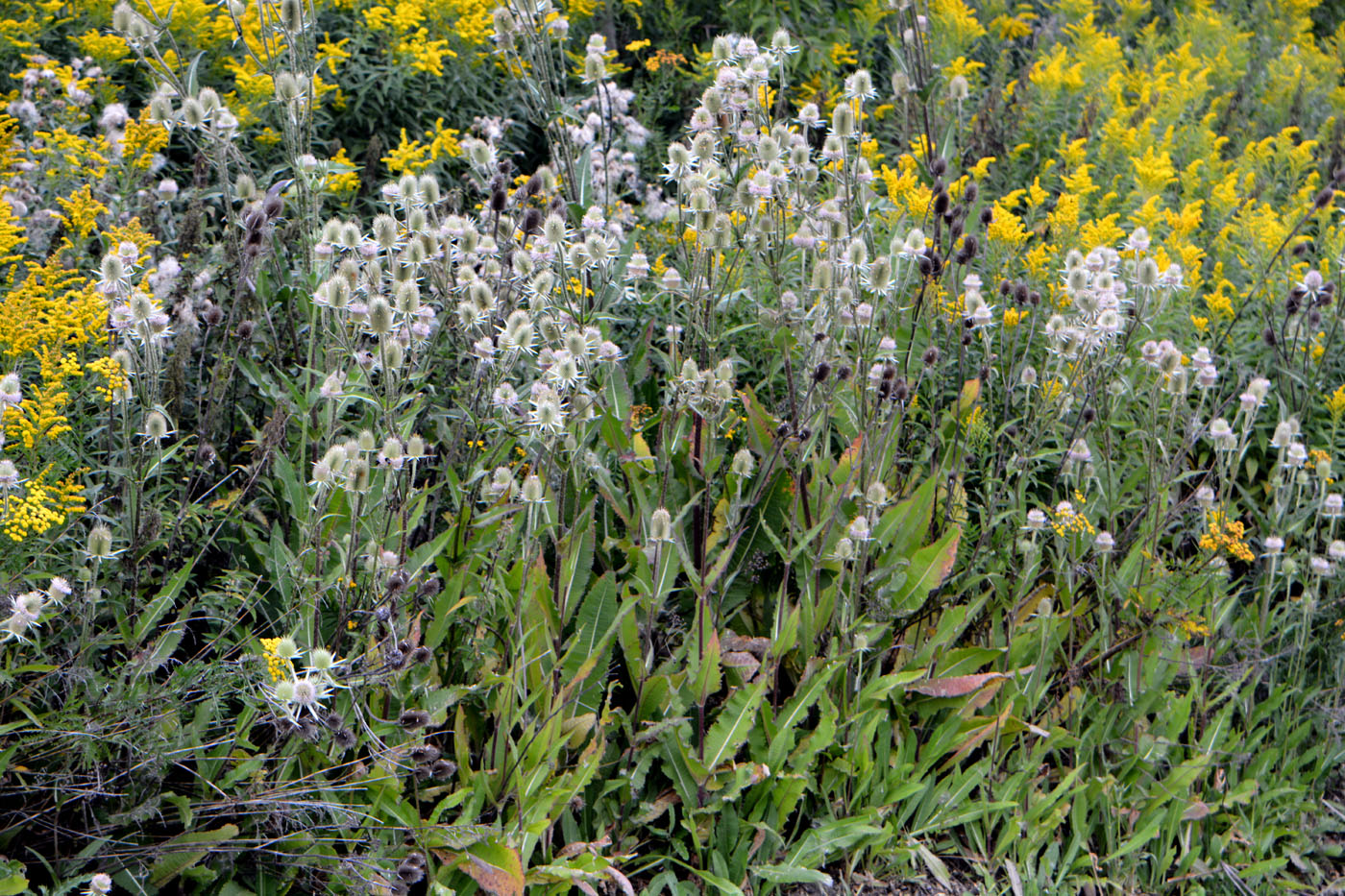 Image of Dipsacus sativus specimen.