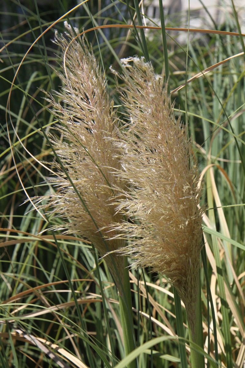 Изображение особи Cortaderia selloana.