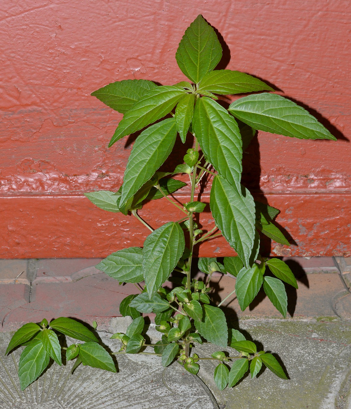Image of Acalypha australis specimen.
