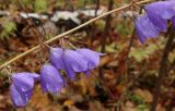 Campanula persicifolia