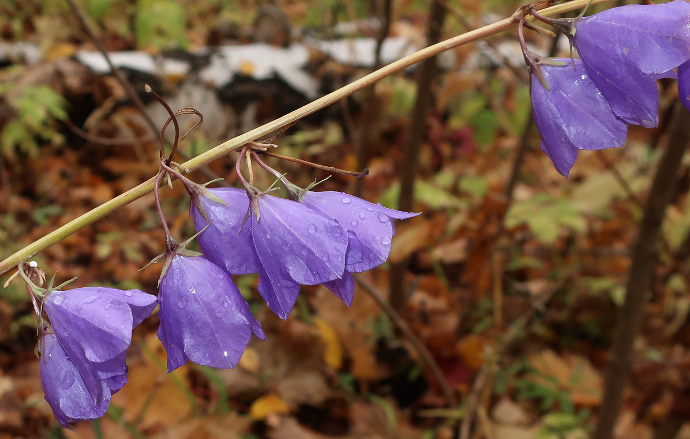 Image of Campanula persicifolia specimen.