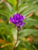 Campanula glomerata. Соцветие. Челябинская обл., Саткинский р-н, национальный парк \"Зюраткуль\", седловина между вершинами Большой Уван и Малый Уван, ~1000 м н.у.м, опушка смешанного леса. 10.08.2019.