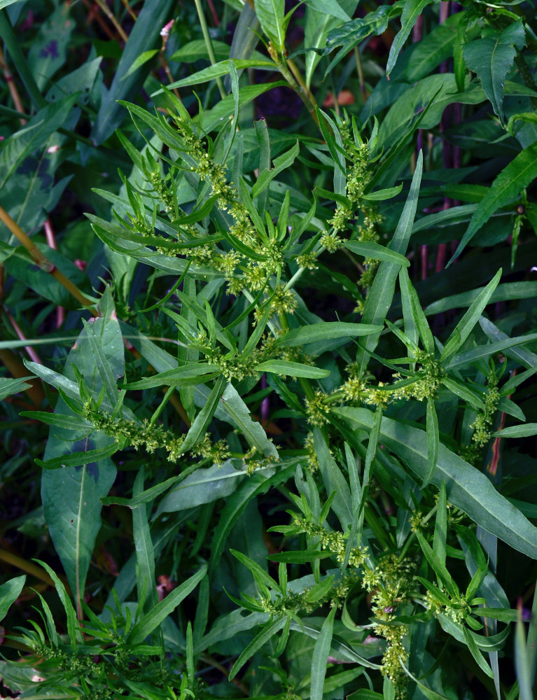 Image of Rumex maritimus specimen.