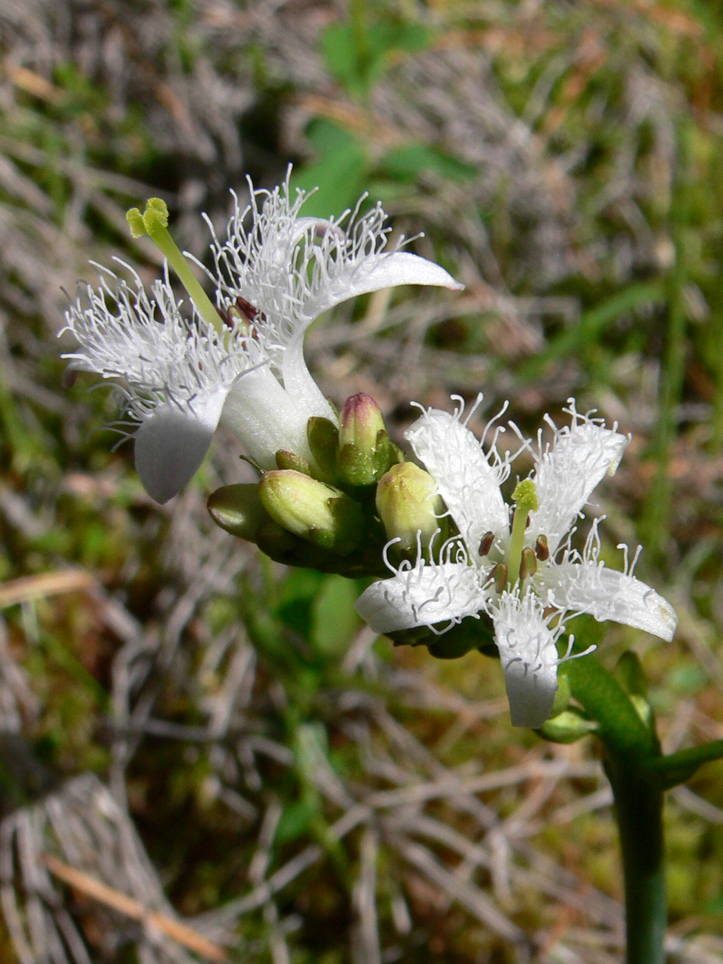 Image of Menyanthes trifoliata specimen.