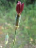 Dianthus marschallii