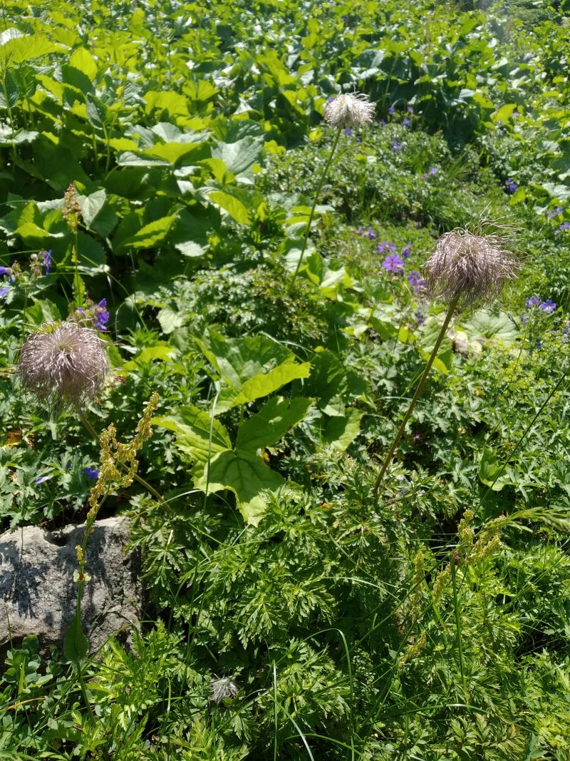 Image of Pulsatilla aurea specimen.